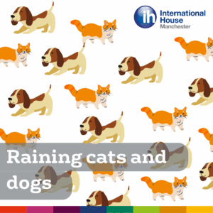 raining cats and dogs